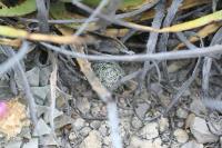 pa_1148_neolloydia_conoidea.jpg