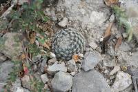 pa_1149_mammillaria_microthele.jpg