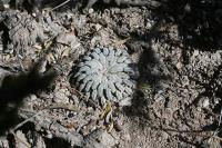pa_114_turbinicarpus_pseudopectinatus.jpg