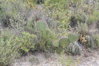 pa_1150_opuntia_sp..jpg