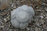 pa_1151_mammillaria_candida.jpg