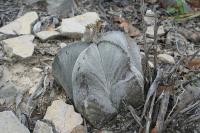 pa_1152_astrophytum_myriostigma.jpg