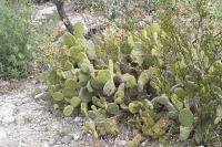 pa_1153_opuntia_microdasys.jpg