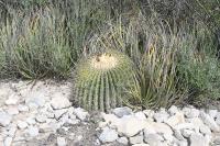 pa_1154_echinocactus_platyacanthus.jpg