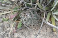 pa_1155_coryphantha_sp..jpg