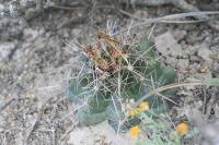 pa_1157_thelocactus_bicolor.jpg
