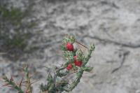 pa_1158_cylindropuntia_leptocaulis.jpg