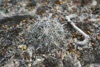 pa_1159_coryphantha_palmeri.jpg