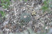 pa_1160_mammillaria_heyderi.jpg