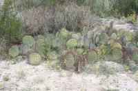 pa_1161_opuntia_sp..jpg