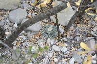pa_1163_mammillaria_microthele.jpg