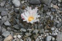 pa_1164_ariocarpus_retusus.jpg