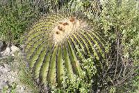 pa_1165_echinocactus_platyacanthus.jpg