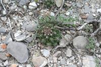 pa_1167_thelocactus_tulensis.jpg