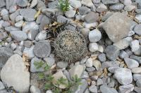 pa_1168_coryphantha_palmeri.jpg
