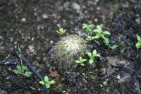 pa_1169_coryphantha_palmeri.jpg