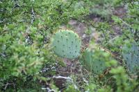 pa_1170_opuntia_sp..jpg