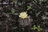 pa_1171_ariocarpus_trigonus_var._horacekii.jpg