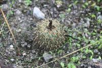 pa_1172_coryphantha_palmeri.jpg