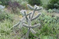 pa_1173_cylindropuntia_imbricata.jpg