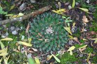 pa_1174_mammillaria_heyderi.jpg