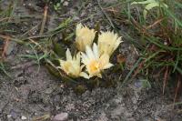 pa_1175_ariocarpus_trigonus.jpg
