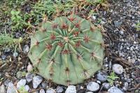 pa_1176_homalocephala_texensis.jpg