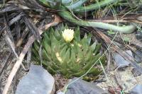 pa_1177_ariocarpus_trigonus_var._elongatus.jpg
