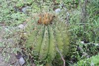 pa_1178_ferocactus_echidne_var._victoriensis.jpg