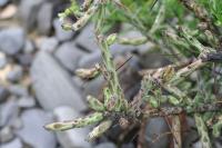 pa_1179_cylindropuntia_leptocaulis.jpg