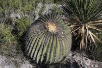 pa_117_echinocactus_platyacanthus.jpg