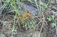 pa_1180_hamatocactus_sinuatus.jpg