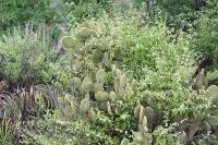 pa_1181_opuntia_microdasys.jpg