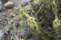 pa_1182_echinocereus_pentalophus.jpg