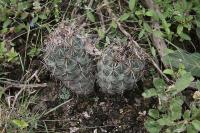 pa_1185_coryphantha_sp..jpg
