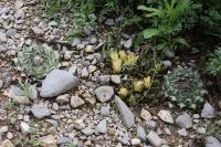 pa_1186_ariocarpus_trigonus.jpg