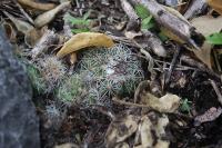pa_1187_gymnocactus_saueri.jpg