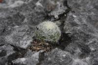 pa_1188_mammillaria_baumii.jpg