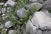 pa_1189_echinocereus_pentalophus.jpg