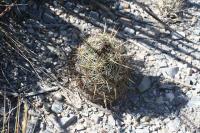 pa_118_coryphantha_glanduligera.jpg