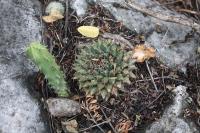 pa_1190_mammillaria_magnimamma.jpg