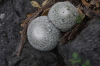 pa_1191_mammillaria_candida.jpg