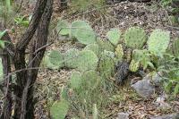 pa_1192_opuntia_sp..jpg