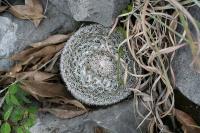 pa_1193_mammillaria_formosa.jpg