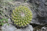 pa_1194_thelocactus_conothelos.jpg