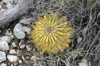 pa_1195_ferocactus_echidne_var._victoriensis.jpg
