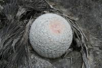 pa_1196_mammillaria_candida.jpg