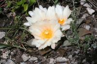 pa_1198_ariocarpus_retusus.jpg