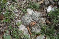 pa_1199_coryphantha_palmeri.jpg