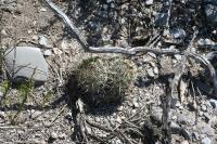 pa_119_coryphantha_palmeri.jpg